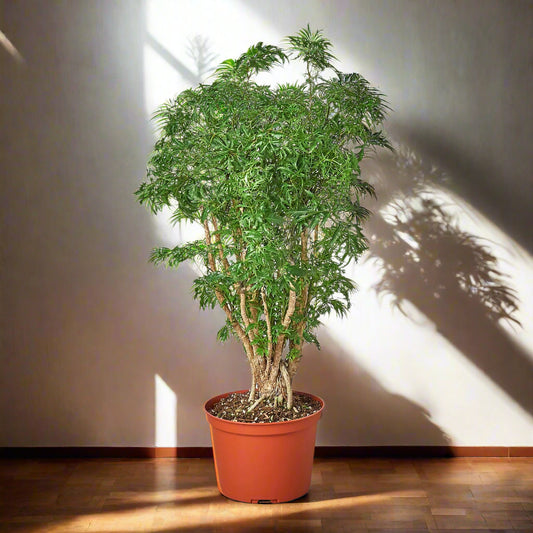 'Ming' Aralia