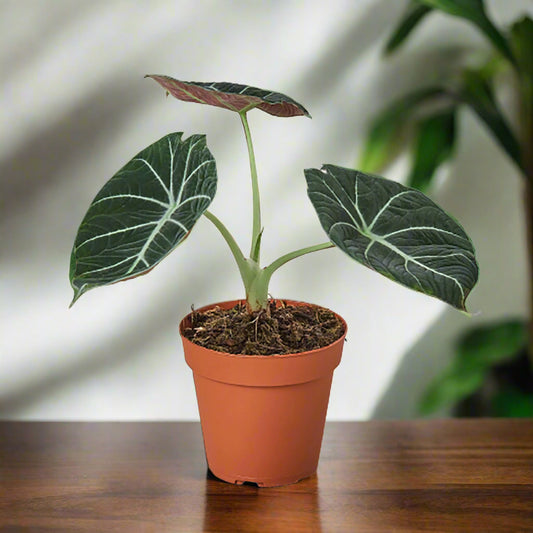 Alocasia Reginula 'Black Velvet'