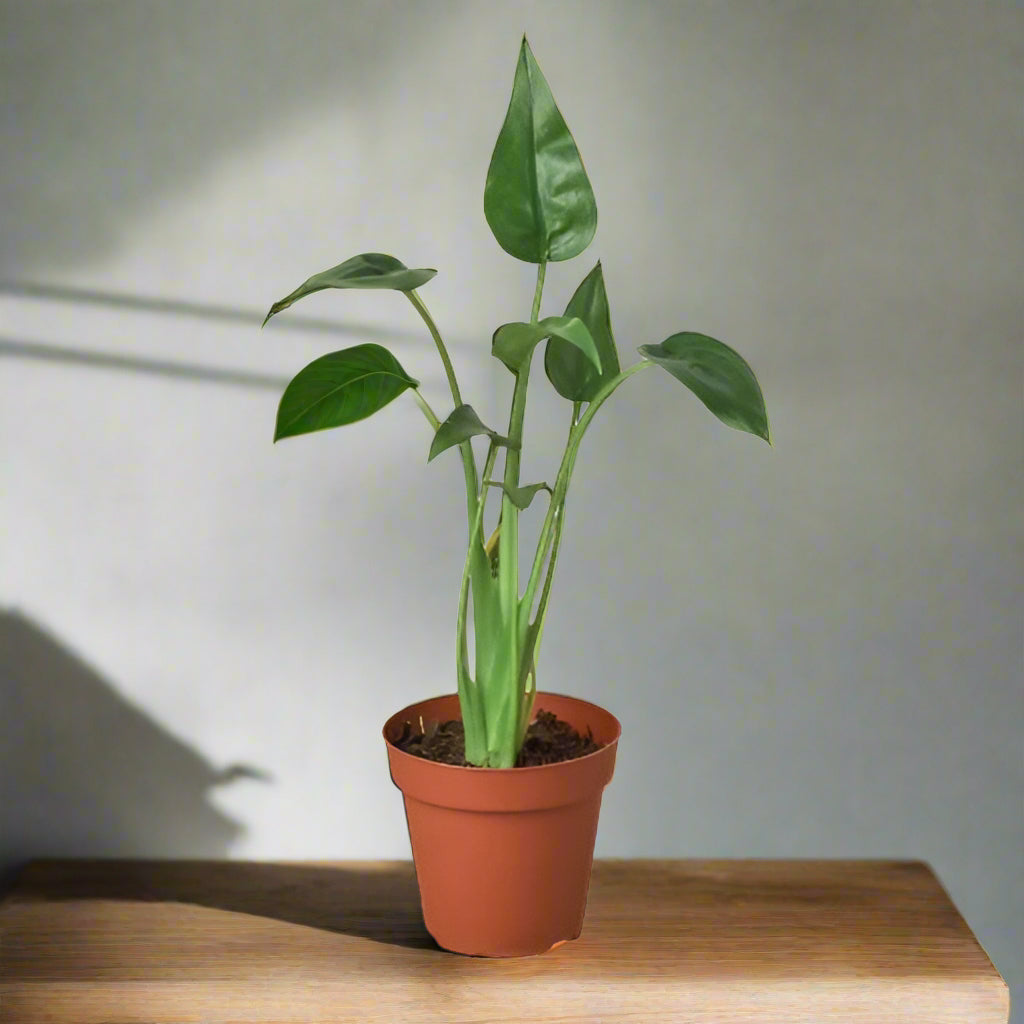 Alocasia 'Tiny Dancer'