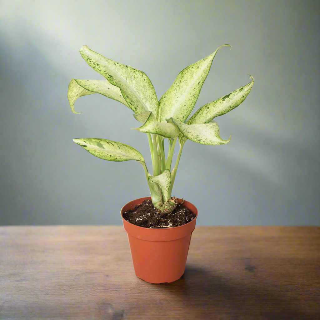 Dieffenbachia 'Camouflage'