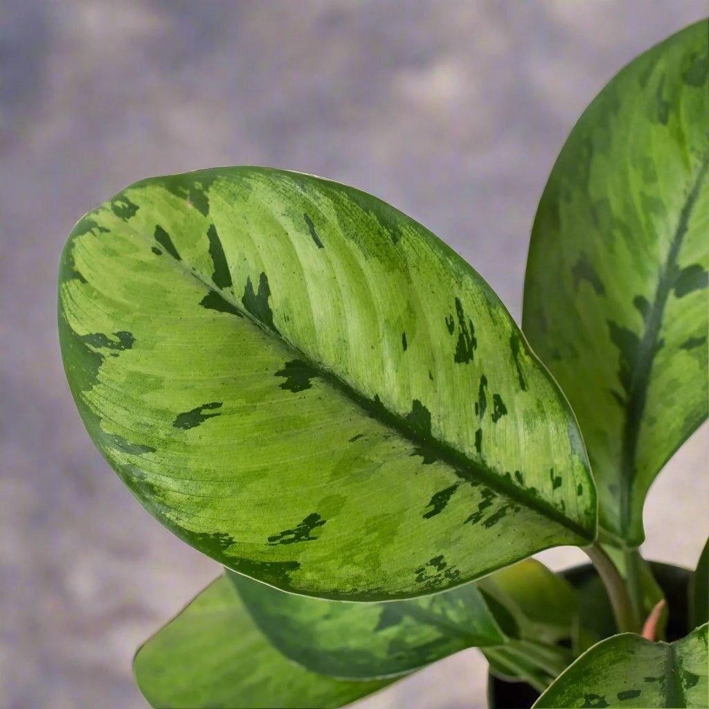 Homalomena 'Selby'