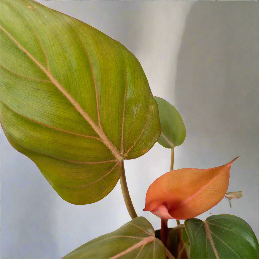 Philodendron 'Summer Glory'