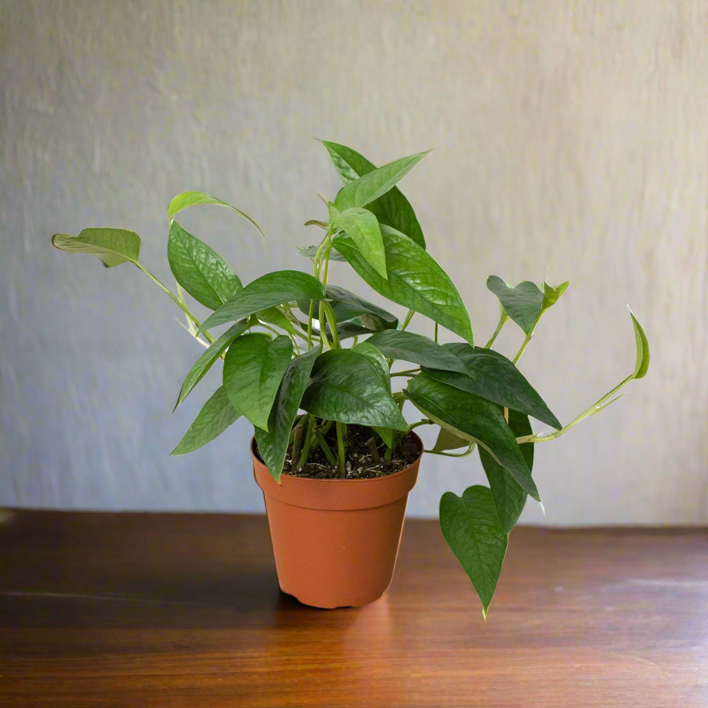 Pothos 'Cebu Blue'