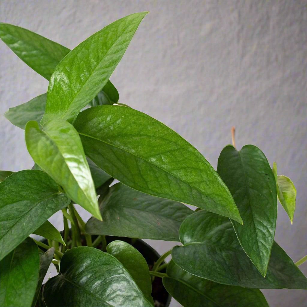 Pothos 'Cebu Blue'