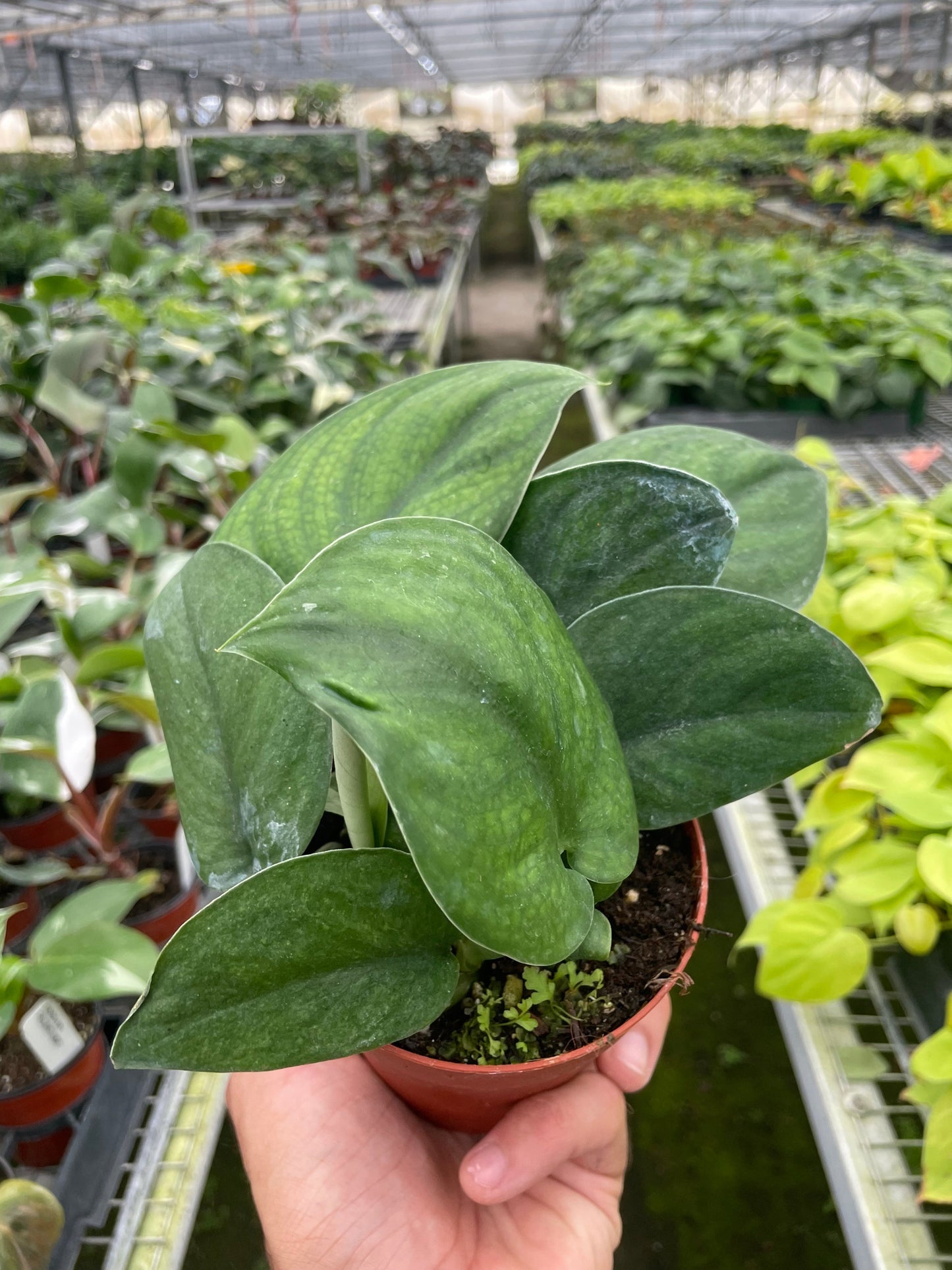 Pothos 'Jade Satin'