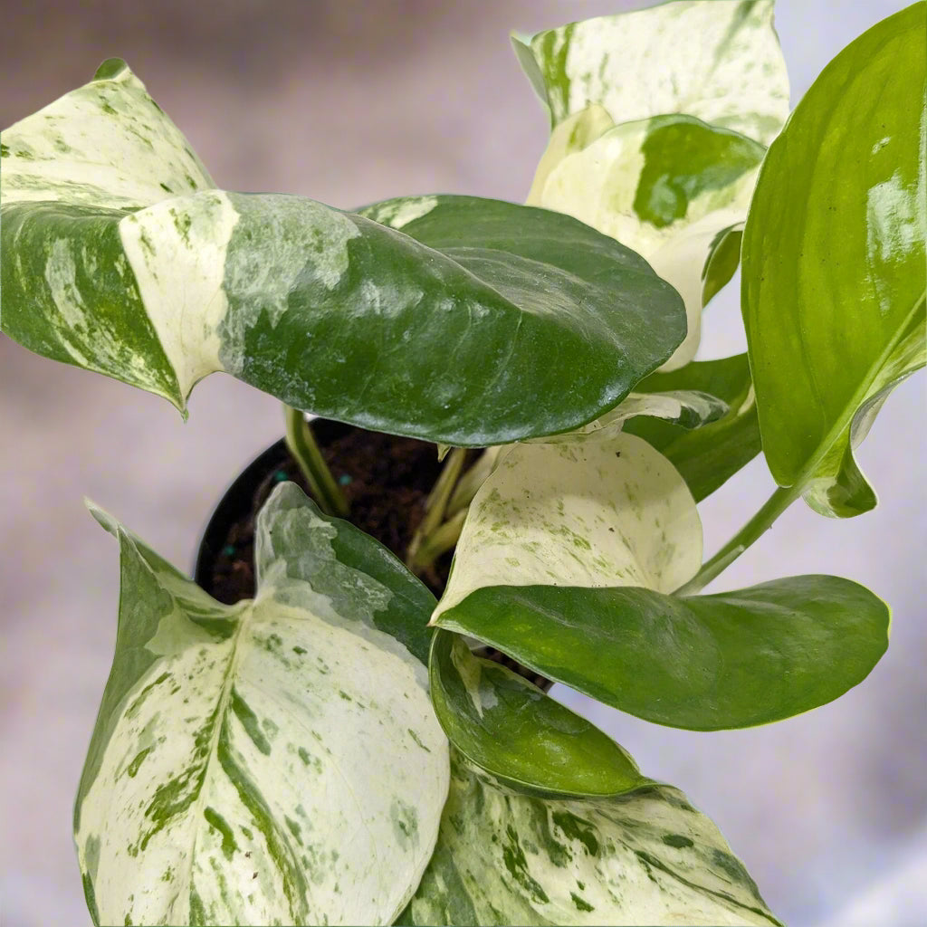 Pothos Manjula