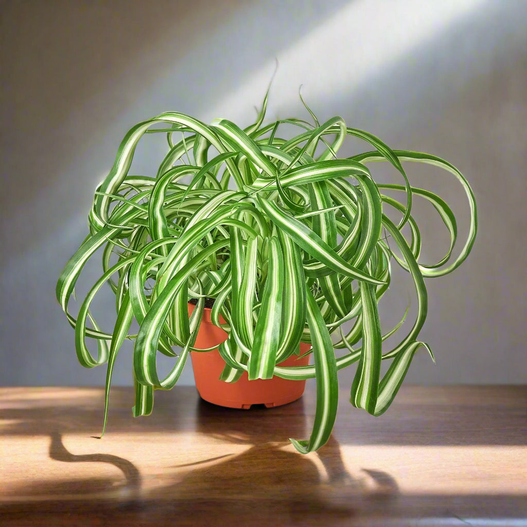 Spider Plant 'Bonnie'