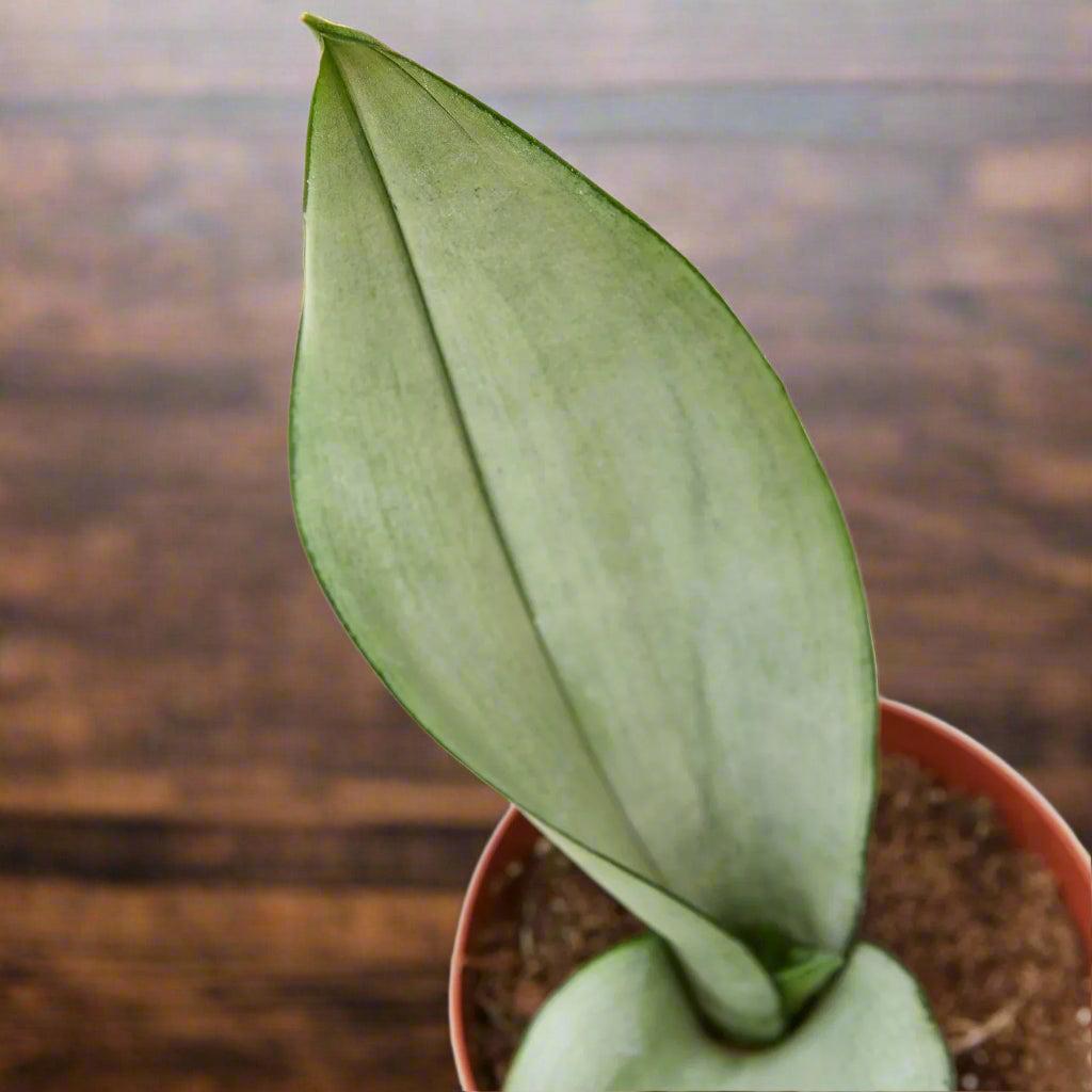 Snake Plant Moonshine