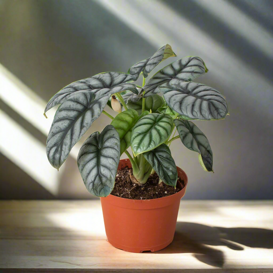 Alocasia 'Silver Dragon'