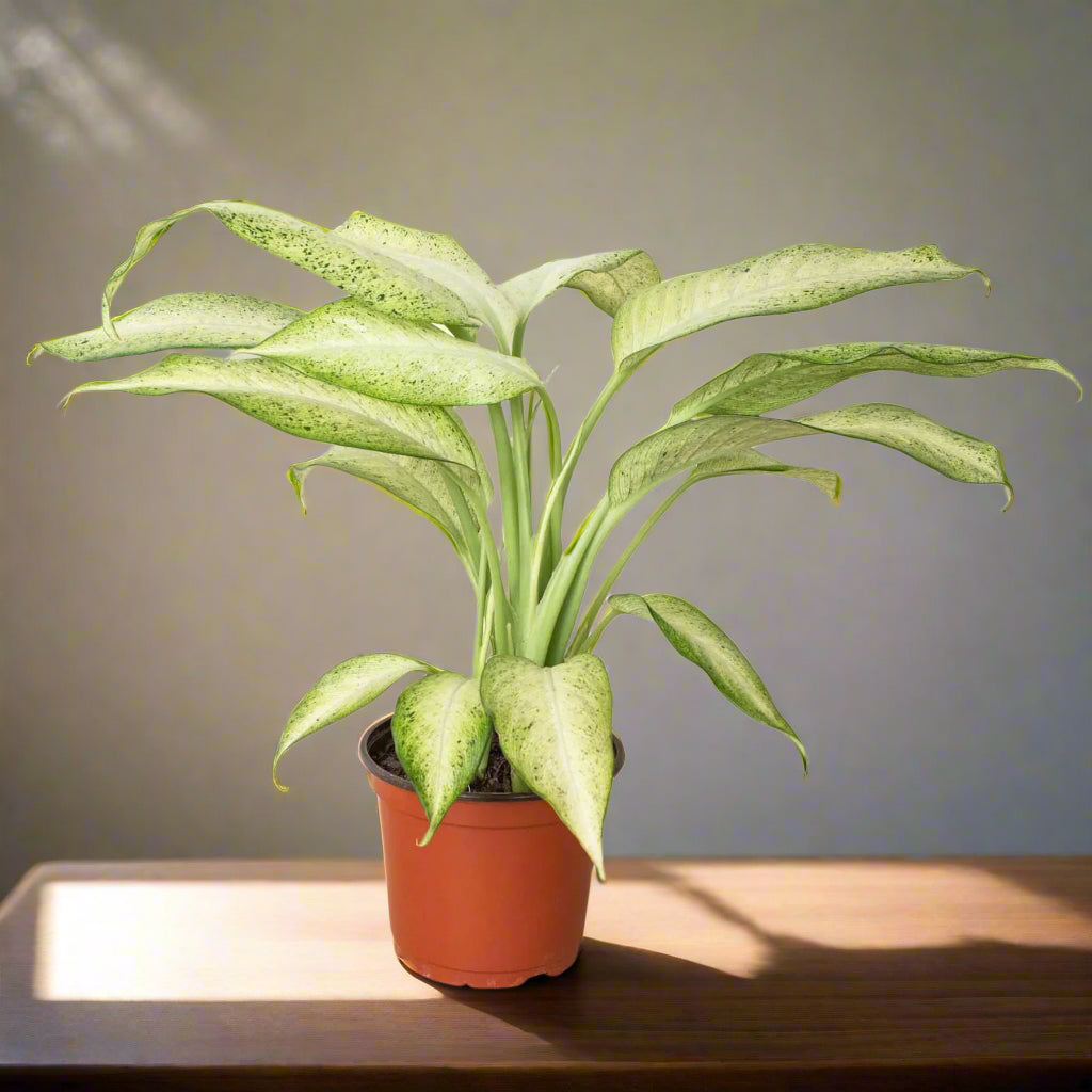 Dieffenbachia 'Camouflage'