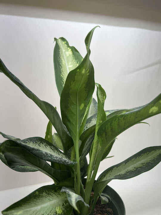 Dieffenbachia 'Panther'
