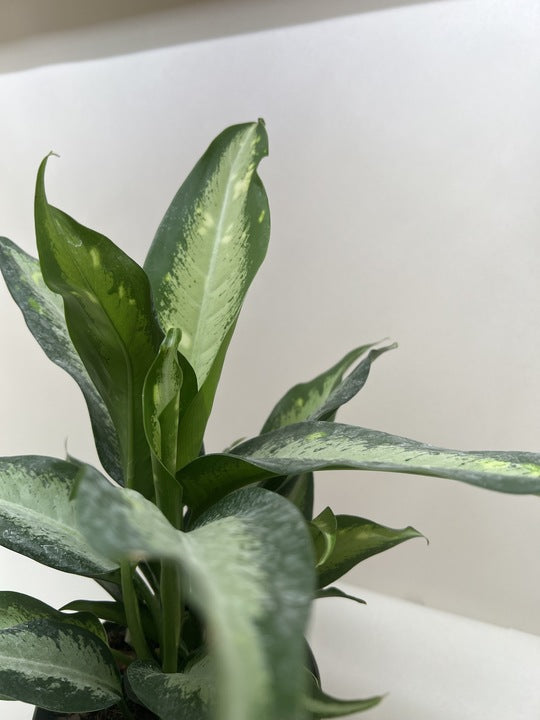 Dieffenbachia 'Panther'
