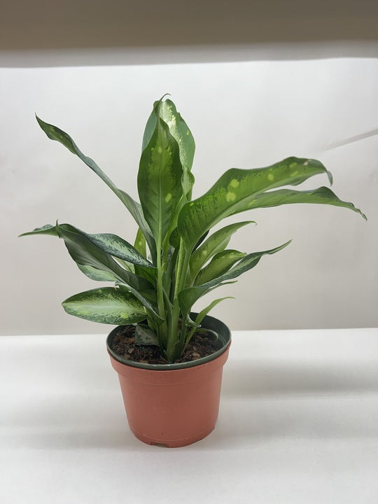 Dieffenbachia 'Panther'