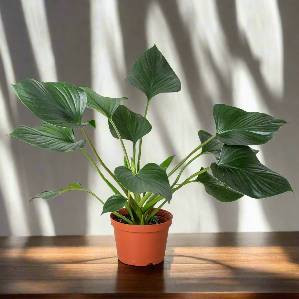 Homalomena 'Emerald Gem'