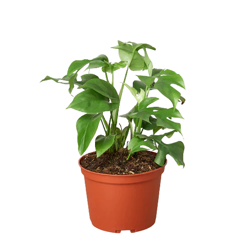 Rhaphidophora Tetrasperma