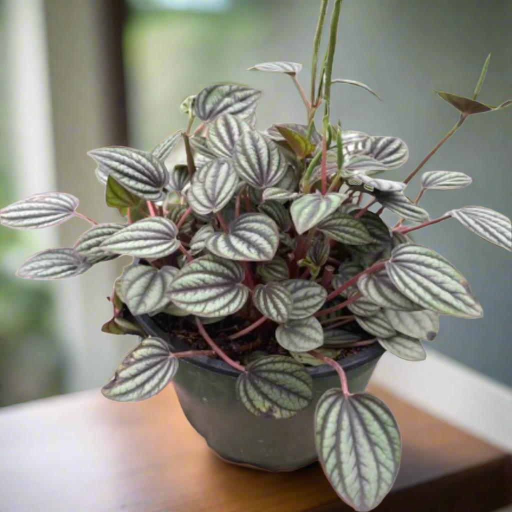 Peperomia 'Picollo Banda'