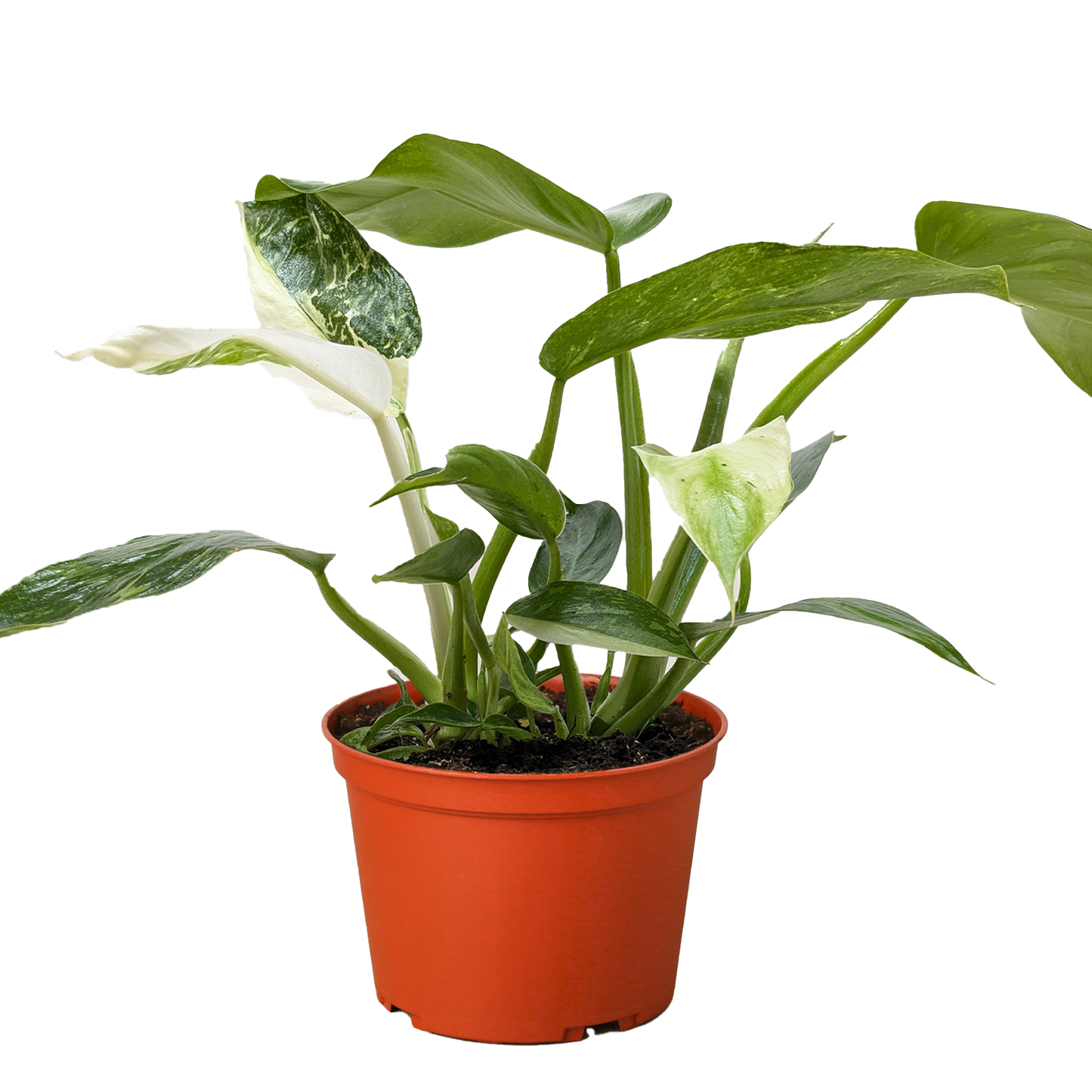 Philodendron Jose Buono