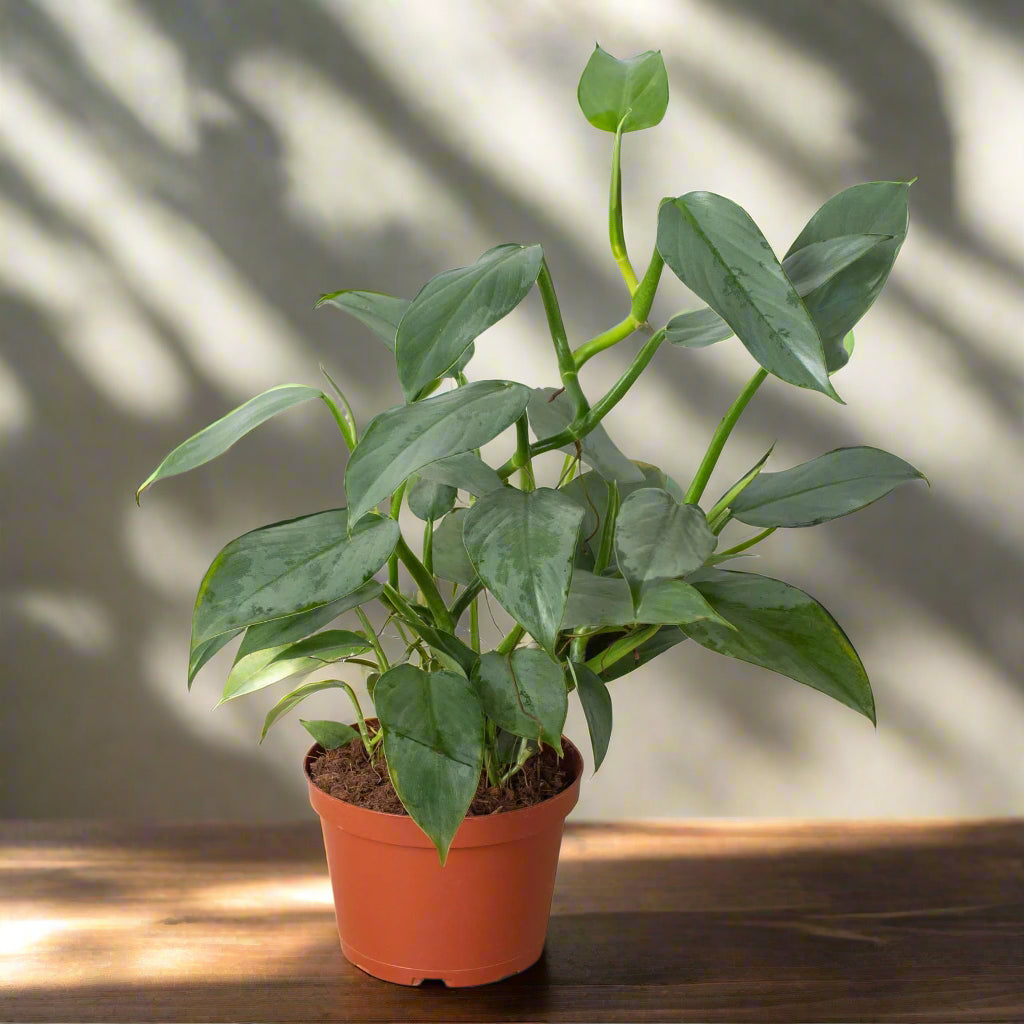 Philodendron 'Silver Sword'