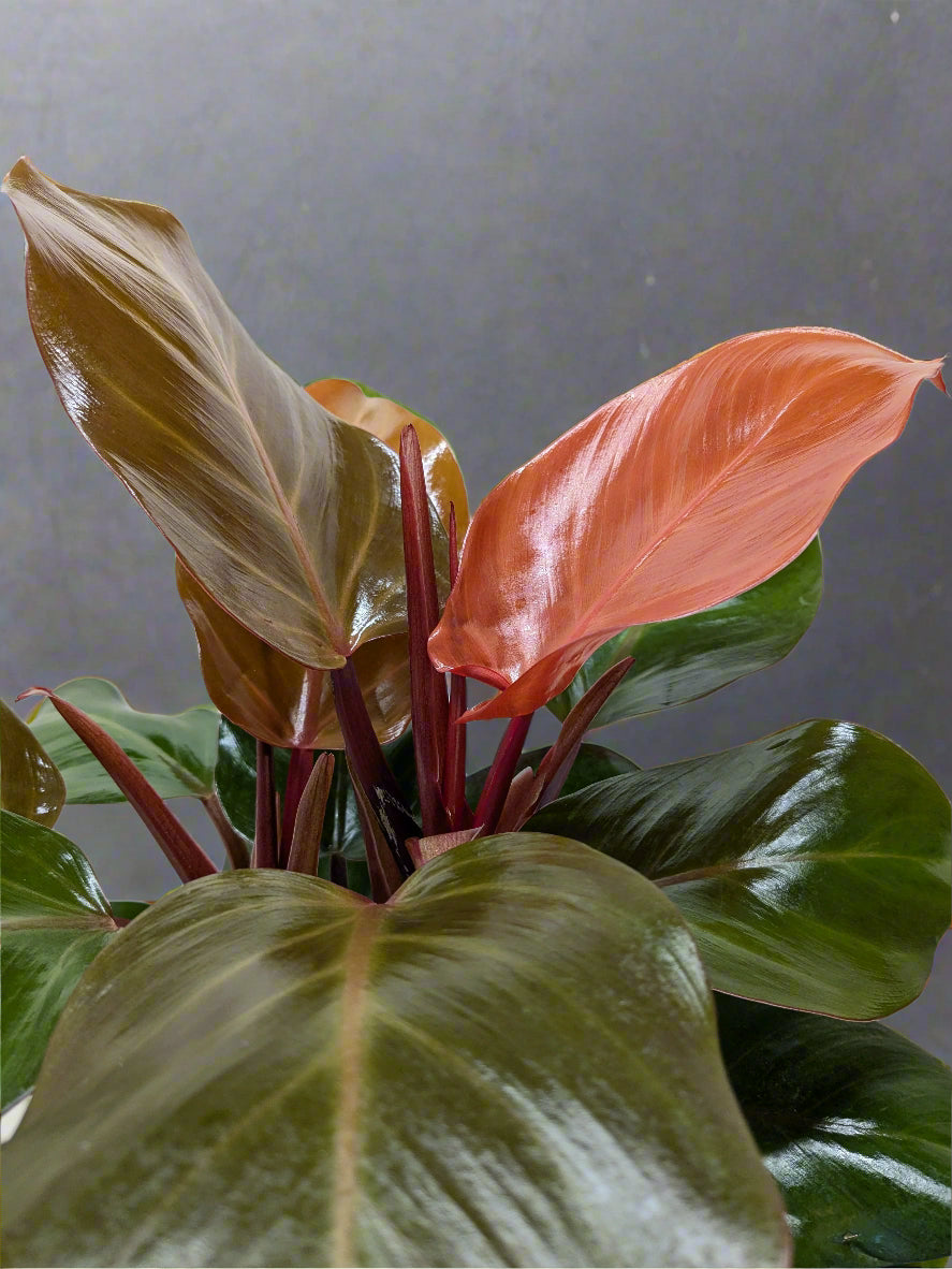 Philodendron 'Red Sun'