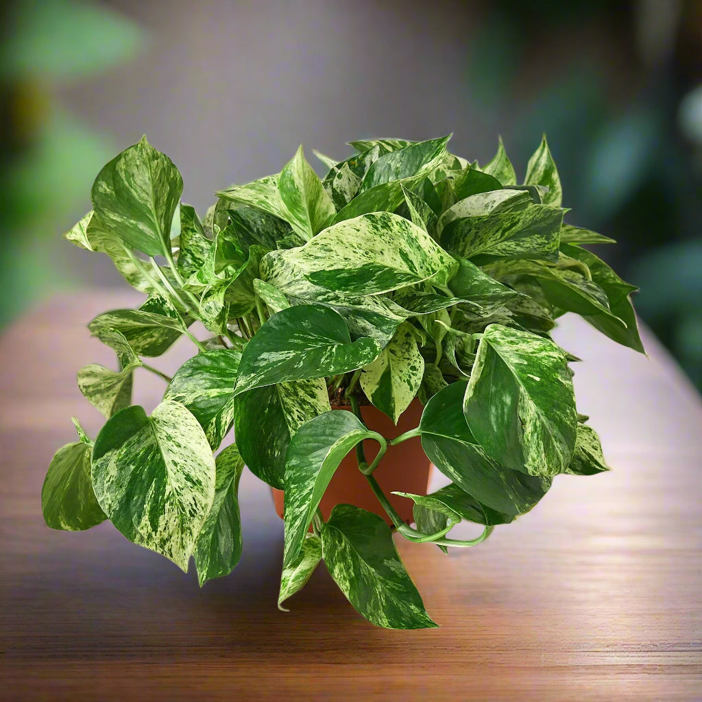 Pothos 'Marble Queen'