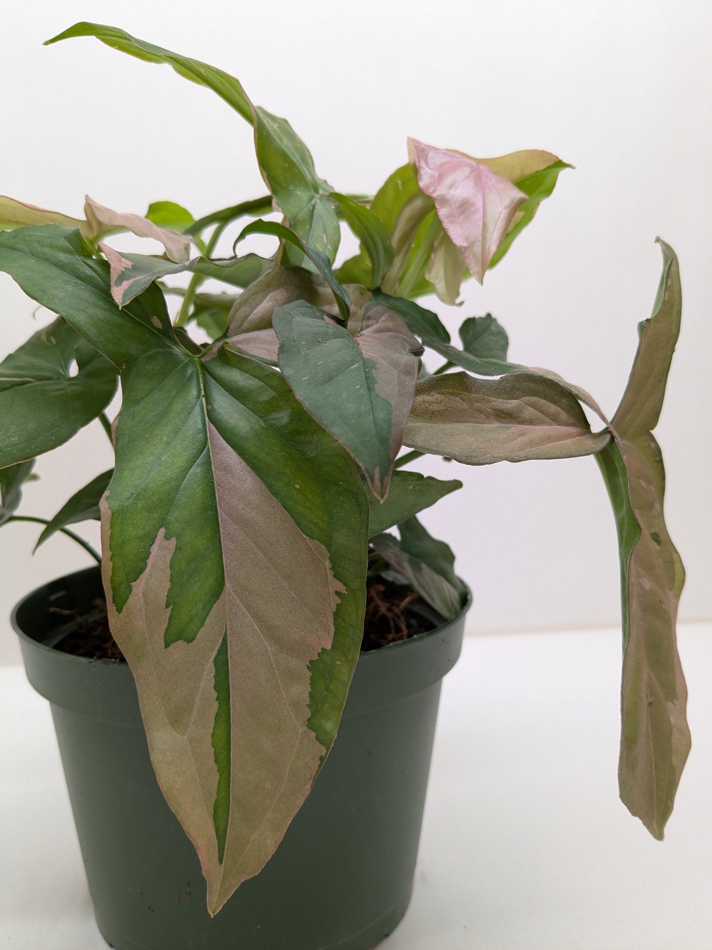 Syngonium 'Pink Splash'