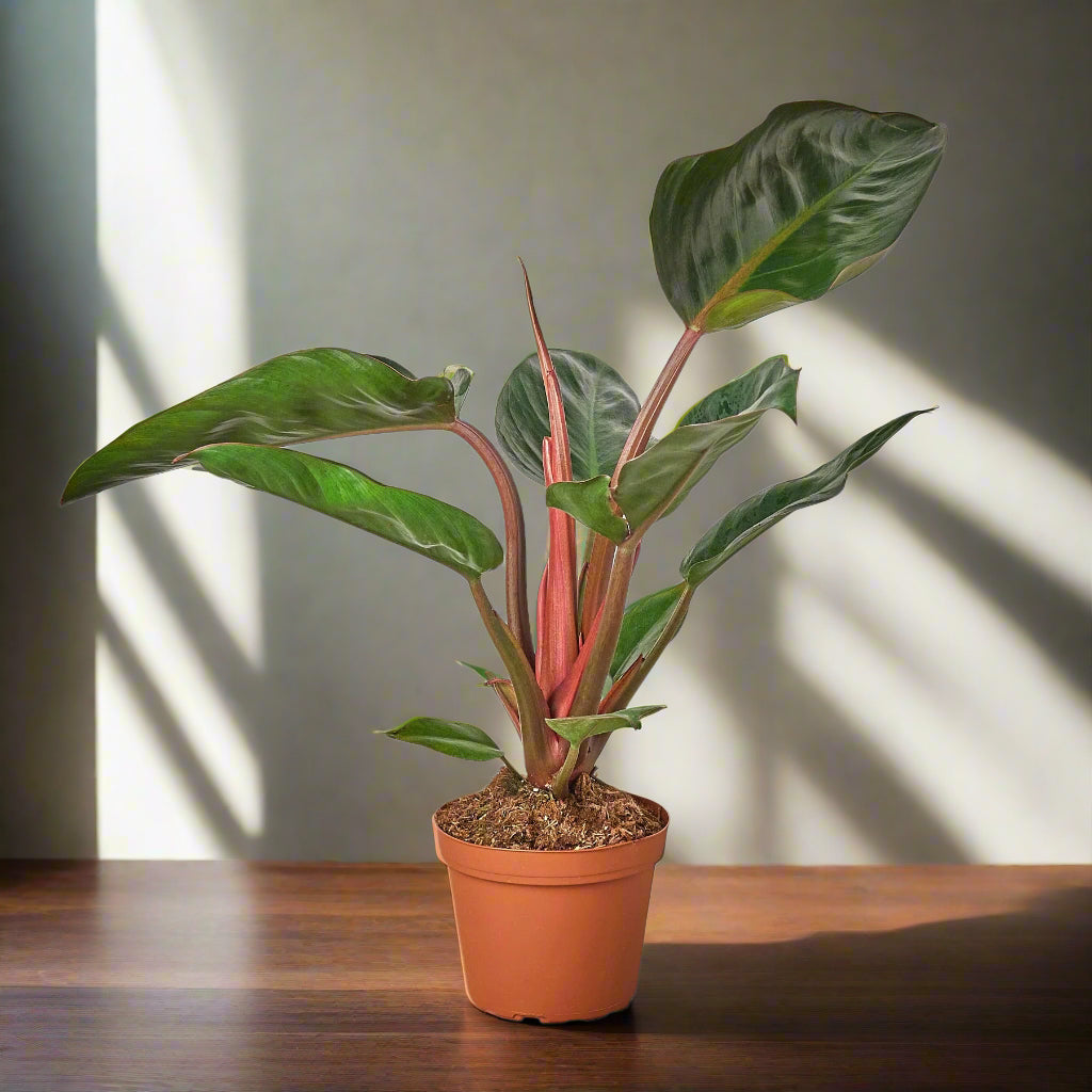 Philodendron 'Congo Rojo'