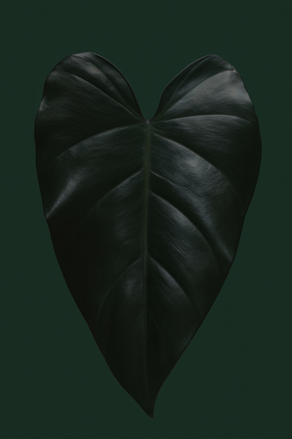 Philodendron Dark Lord