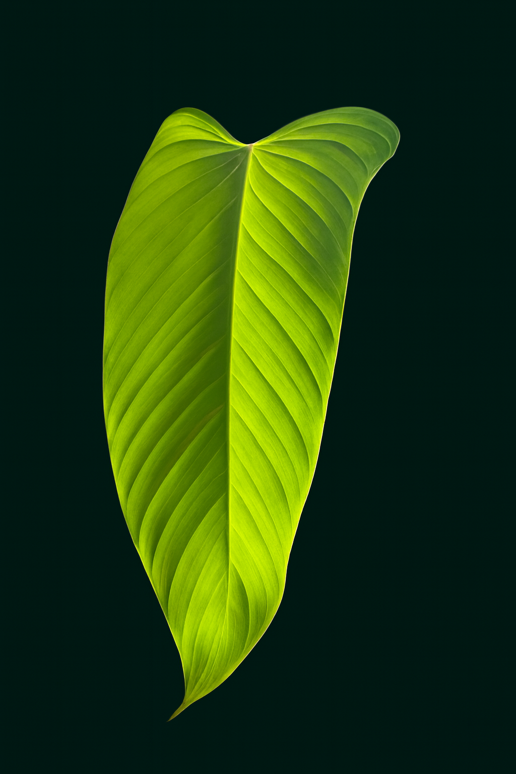 Philodendron Genevievianum