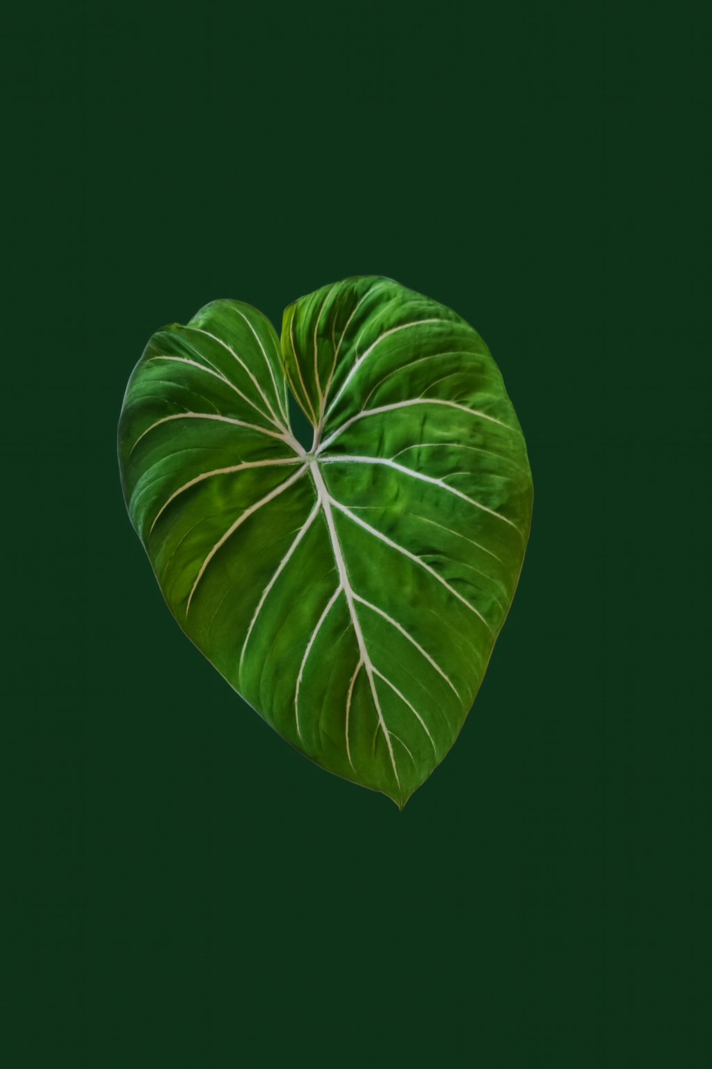 Philodendron Gloriosum