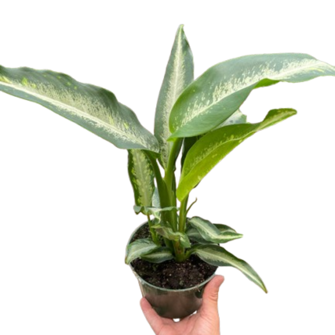 Dieffenbachia 'Panther'