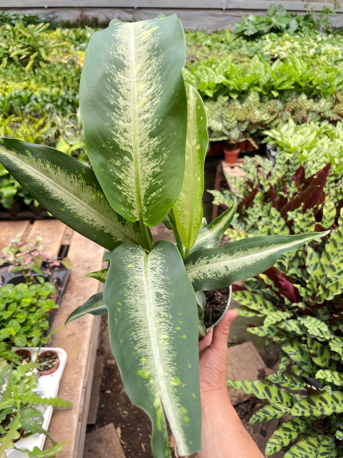 Dieffenbachia 'Panther'