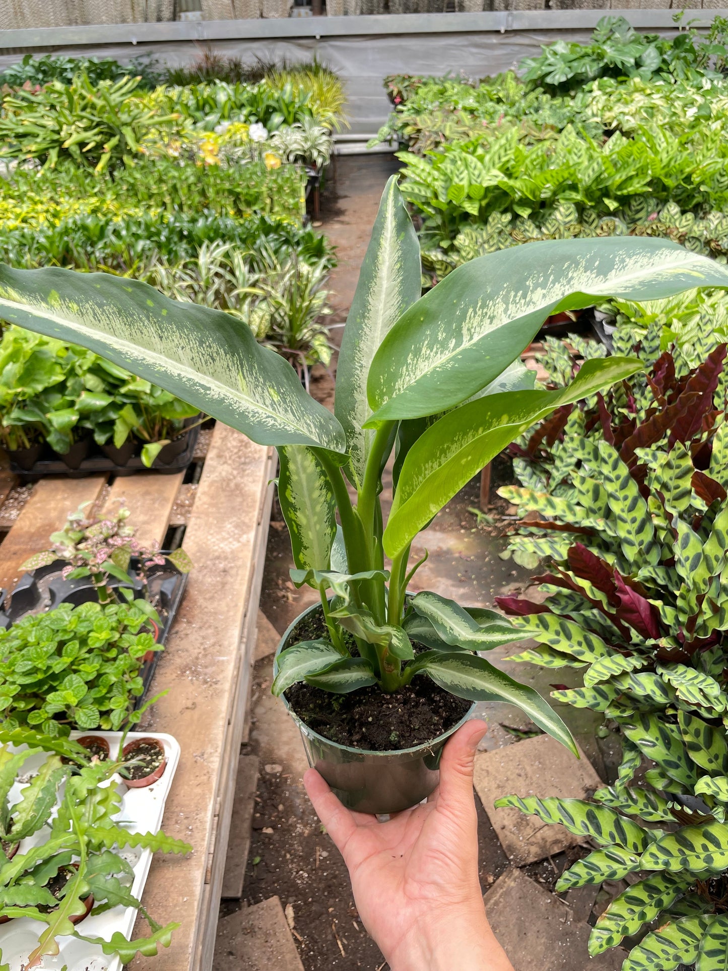 Dieffenbachia 'Panther'