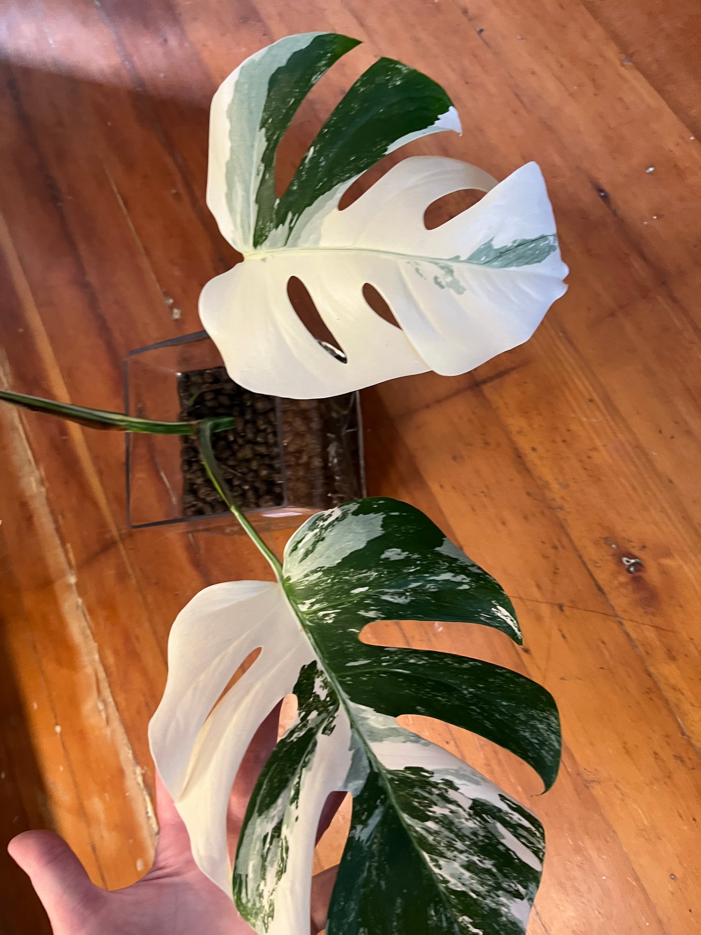Monstera Albo