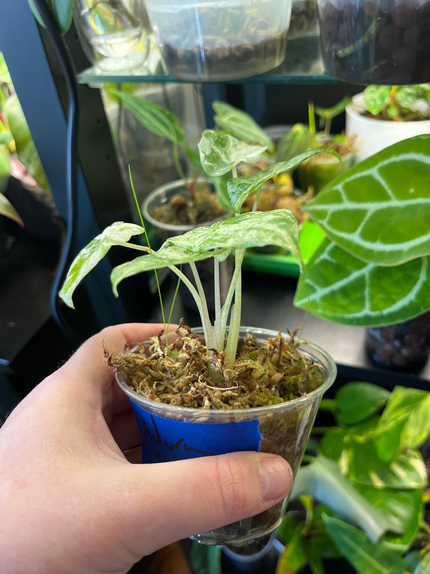 Alocasia Odora Batik Blizzard