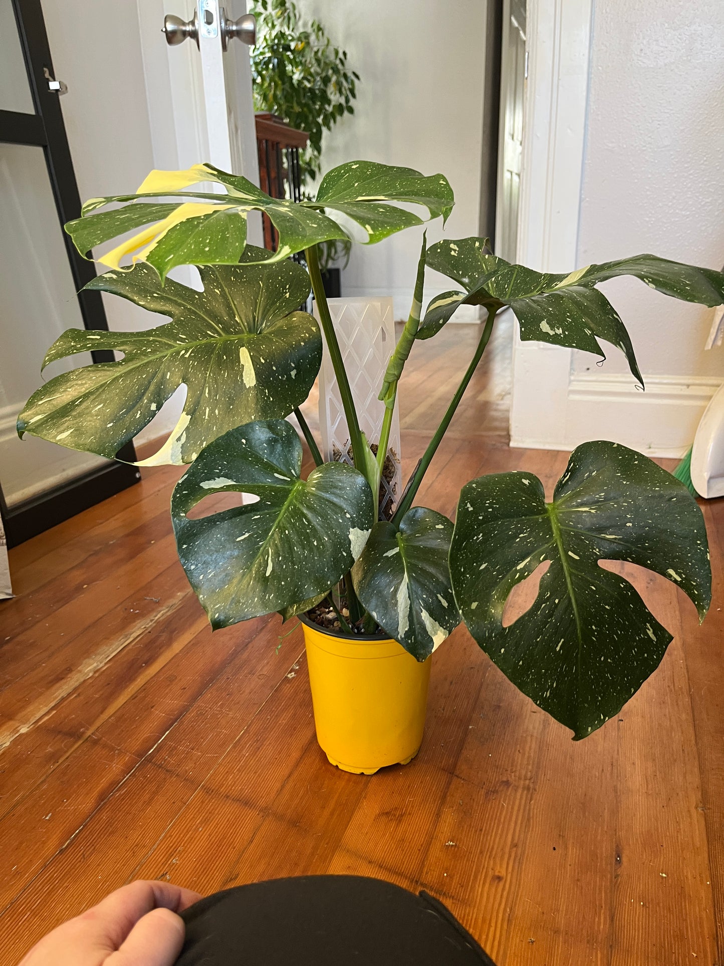 Monstera Thai Constellation