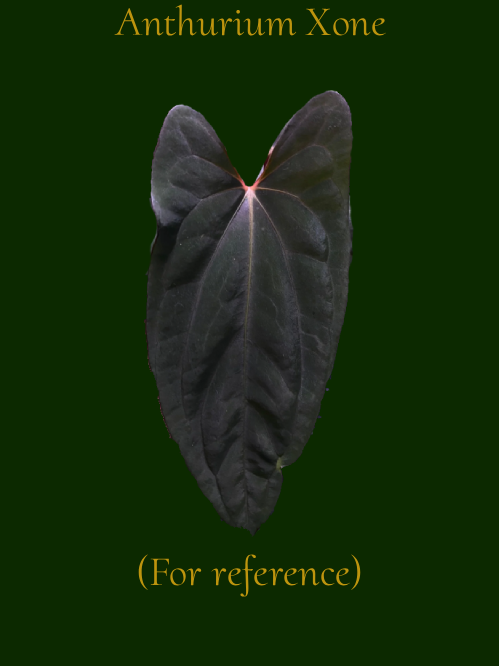 Anthurium Red Spider x Xone