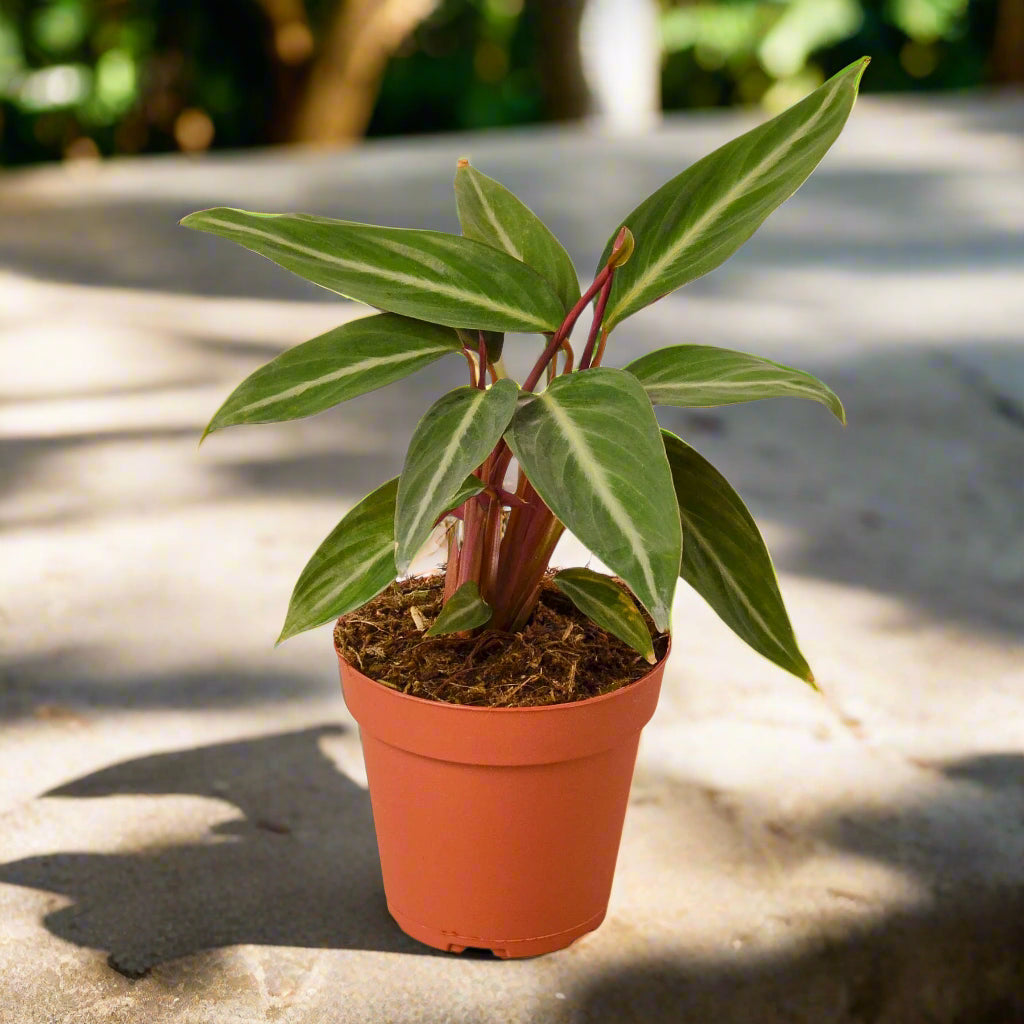 Stromanthe Sanguinea