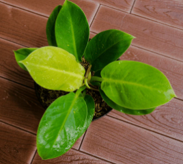 Philodendron 'Moonlight'