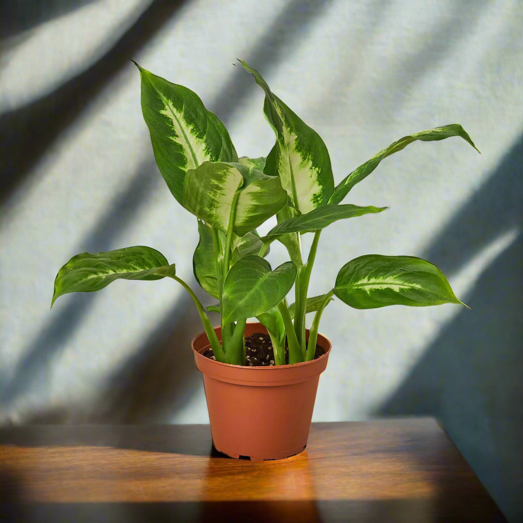 Dieffenbachia Camille