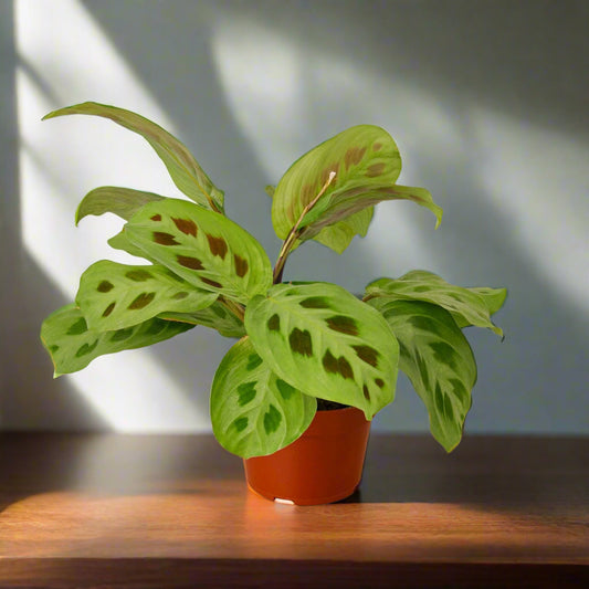 Maranta 'Leuconeura'