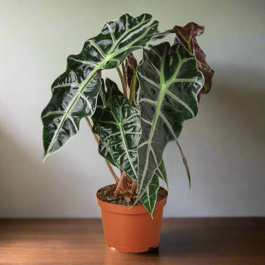 Alocasia Polly 'African Mask'