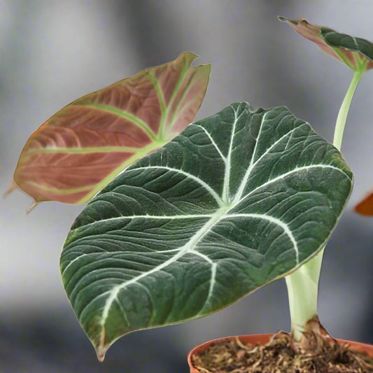Alocasia Reginula 'Black Velvet'