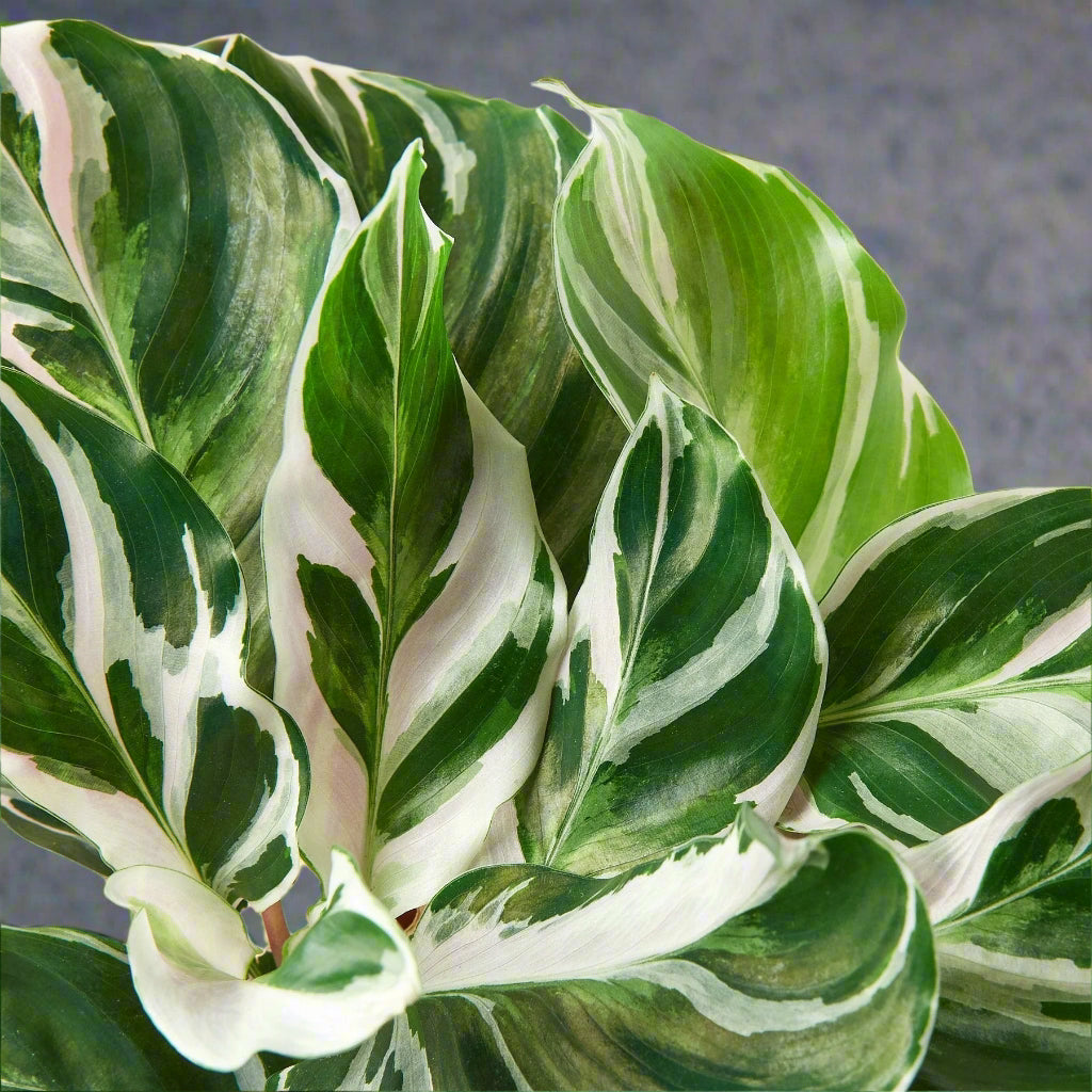 Calathea 'White Fusion'