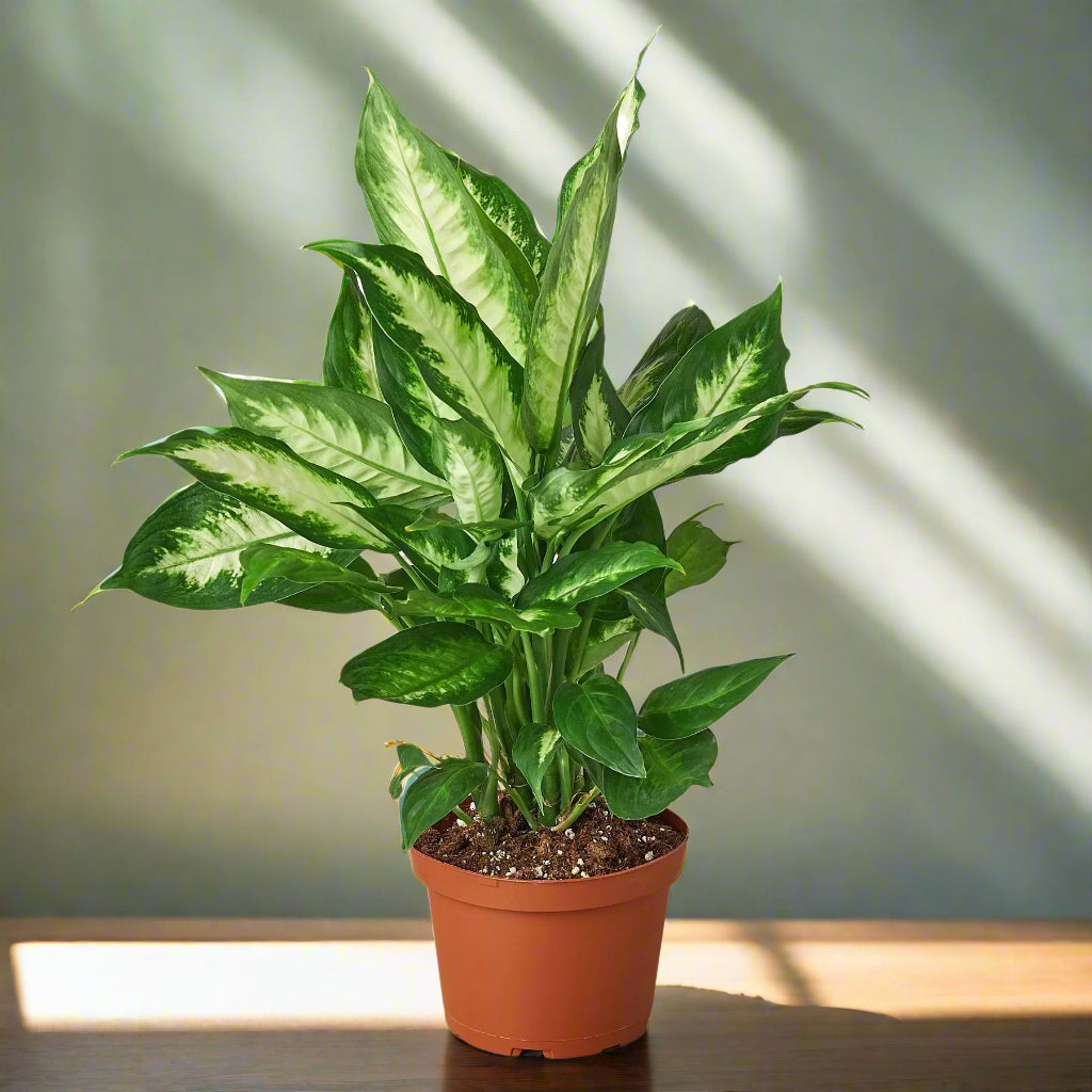 Dieffenbachia Camille