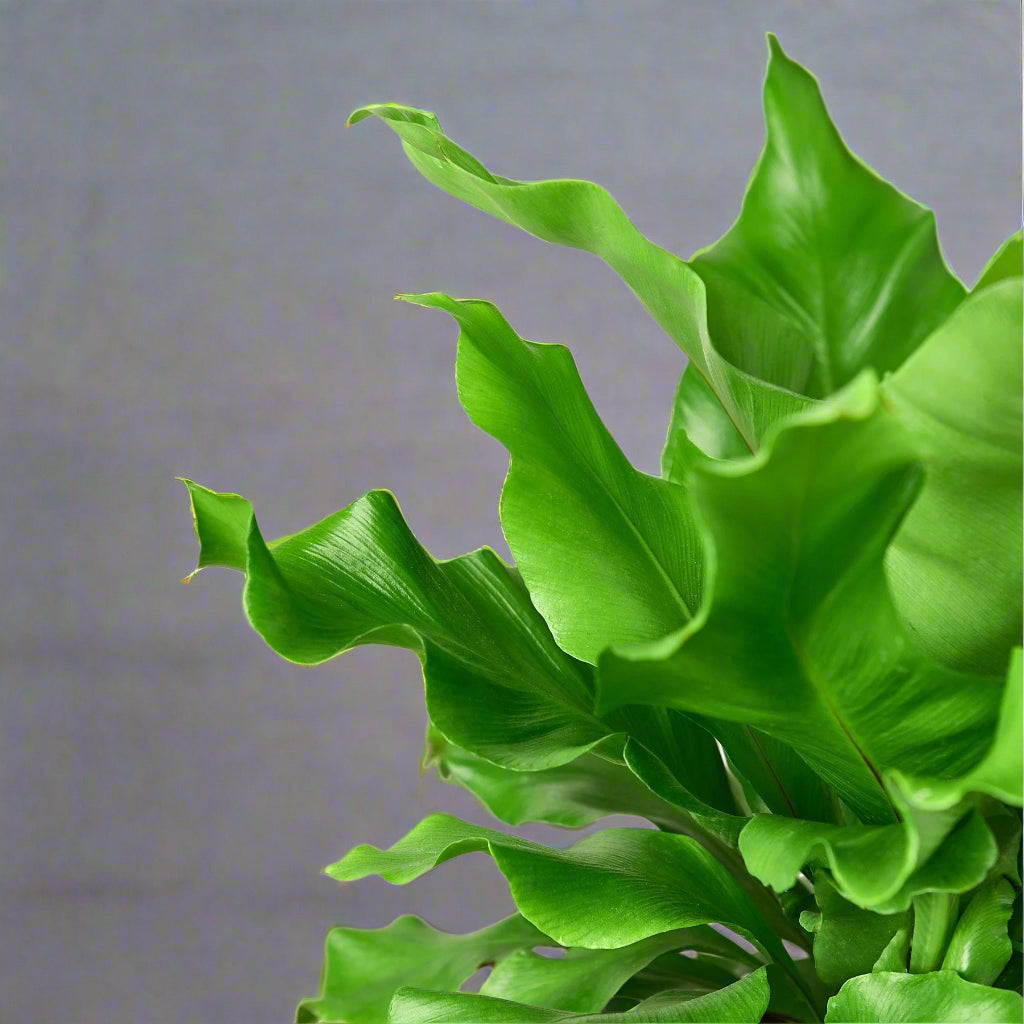 Bird's Nest 'Nidus' Fern
