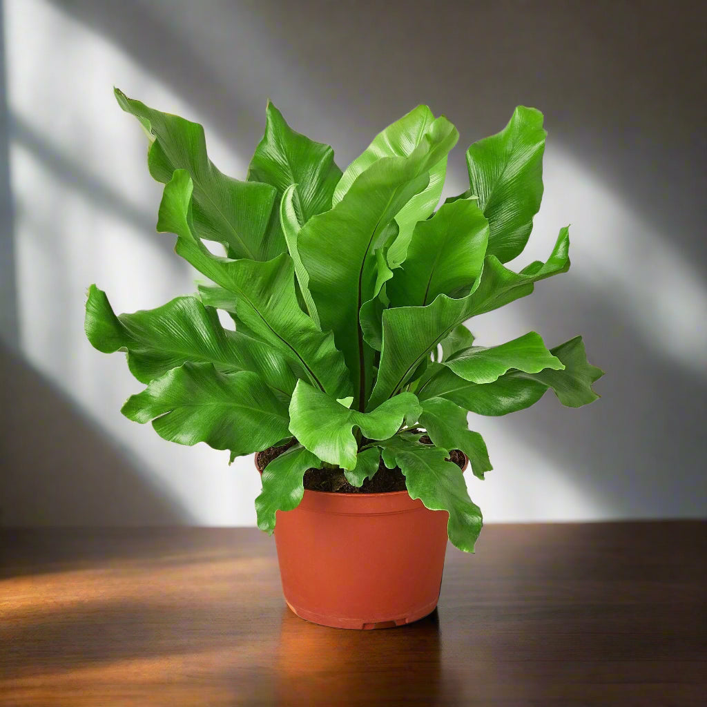 Bird's Nest 'Nidus' Fern
