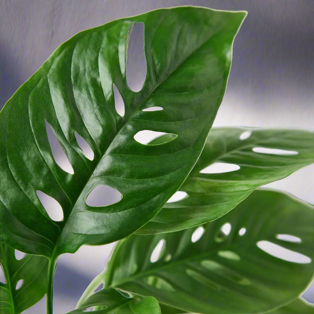 Monstera Adansonii 'Swiss Cheese'