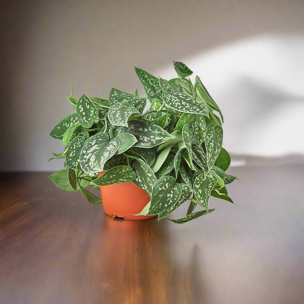 Pothos 'Satin' - House Plant Shop