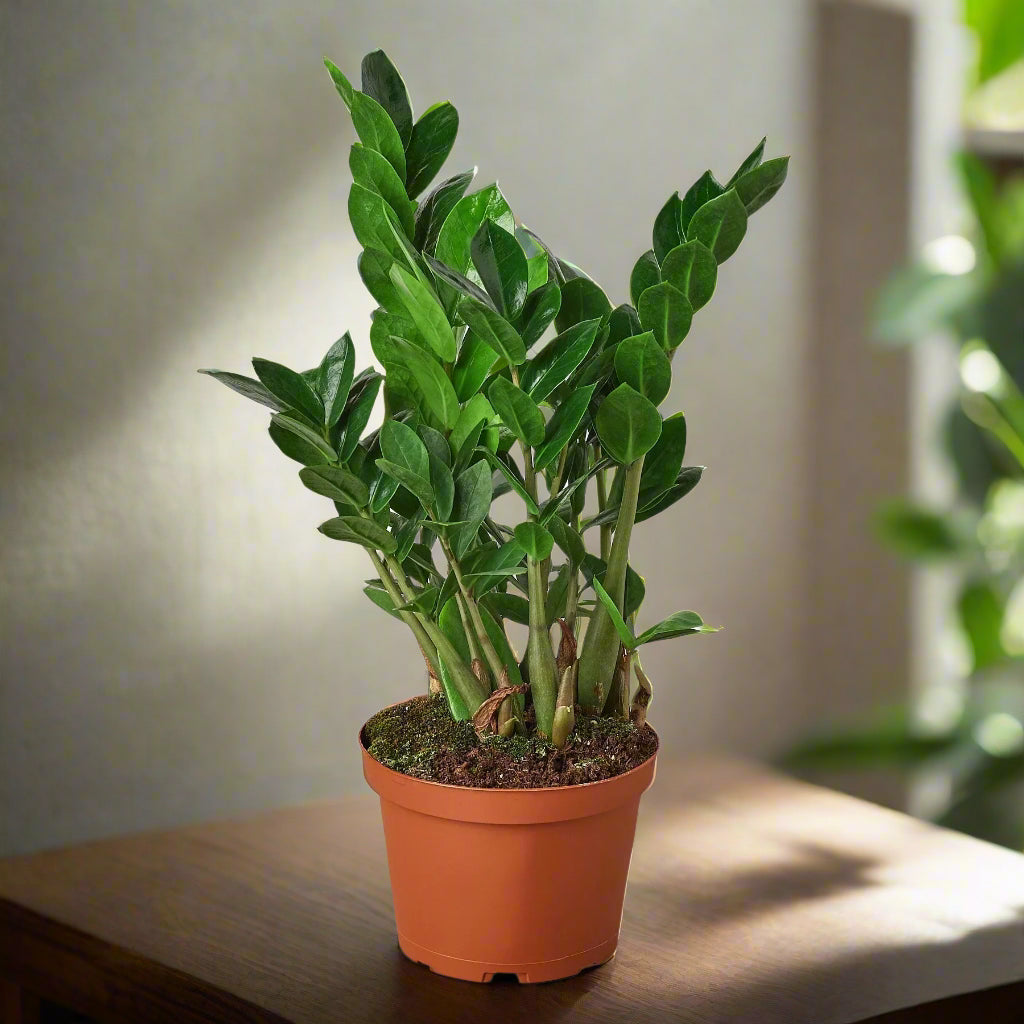 Zamioculcas Zamiifolia 'ZZ Plant'