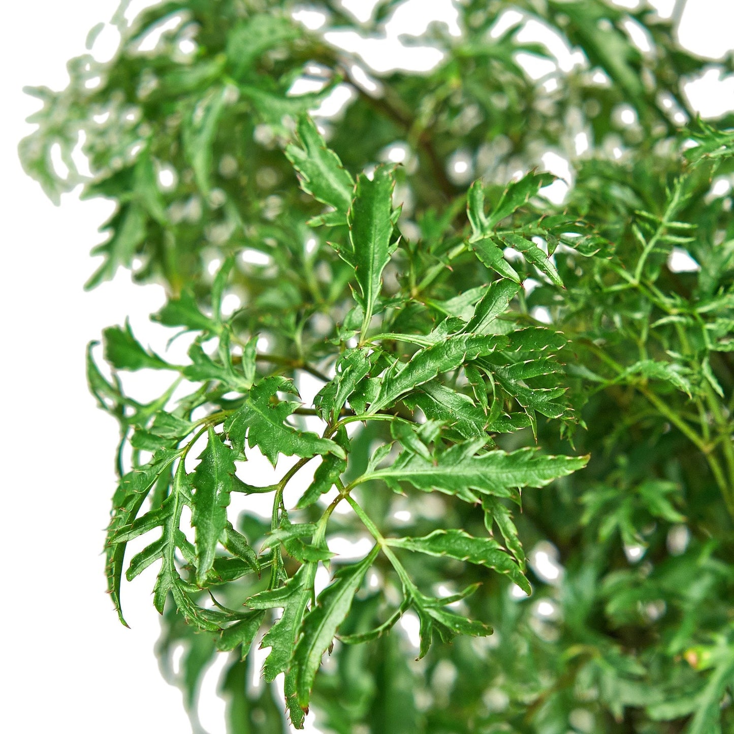 'Ming' Aralia